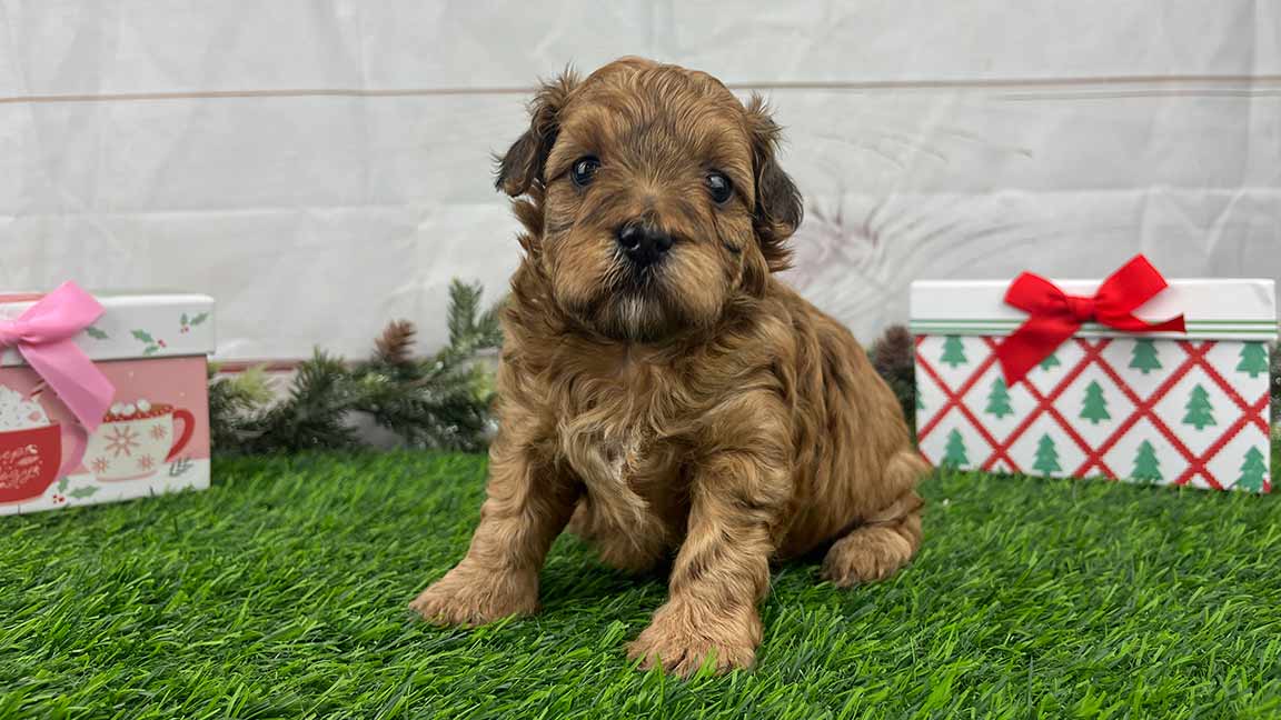 Puppy sitting on the grass in front of holiday decorations