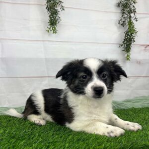 Black and white puppy looking peaceful while lying in the grass