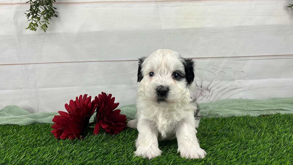 Black and white puppy sitting in the grass next to red flowers