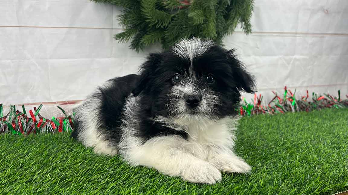 Black and white Havanese puppy lying in the grass