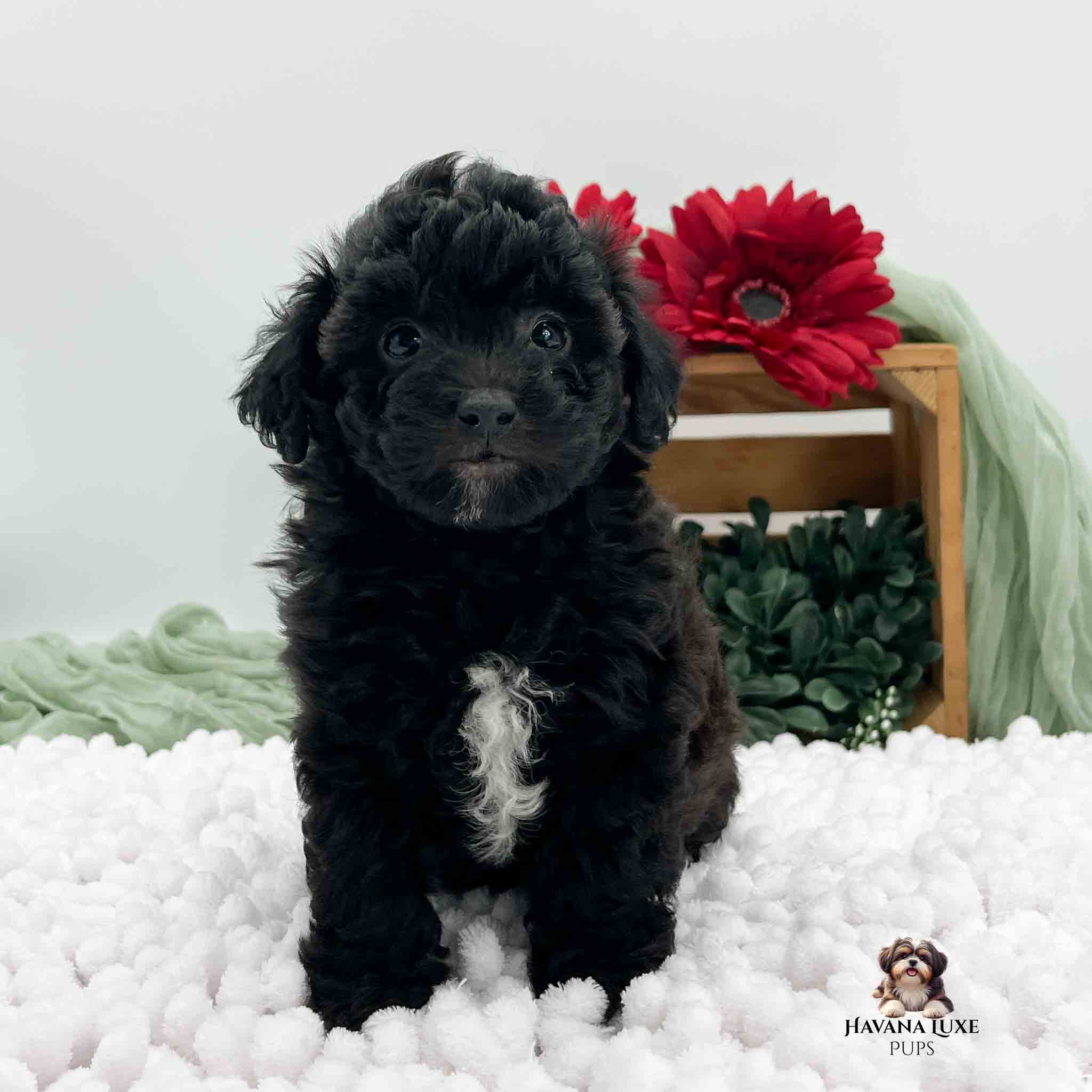 black pup with white marking on chest. Red flowers in background