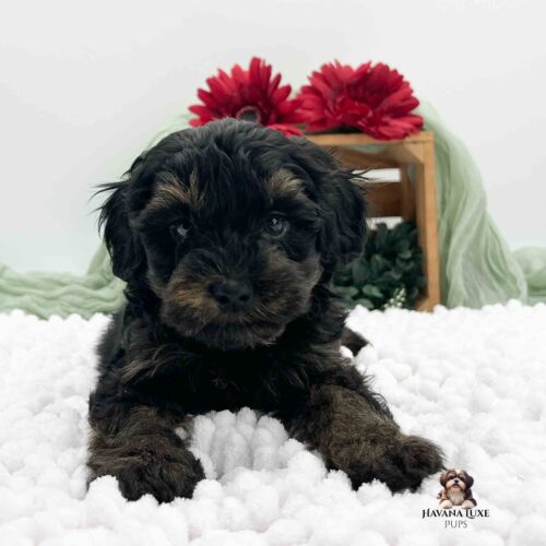 dark brindle laying on white blanket with red flowers in background