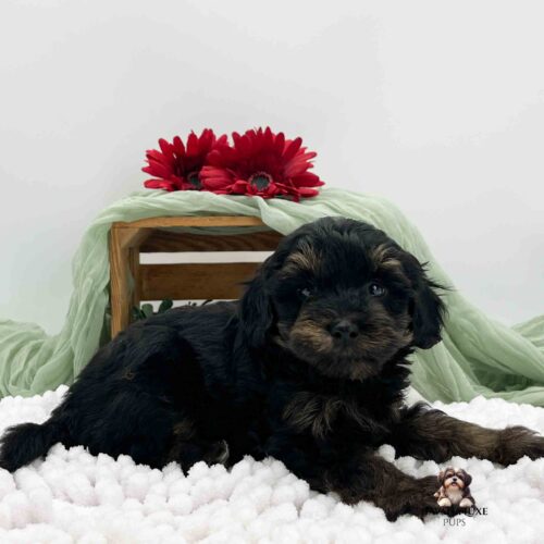Dark brindle pup laying on white blanket with greenery in background and dark red flowers