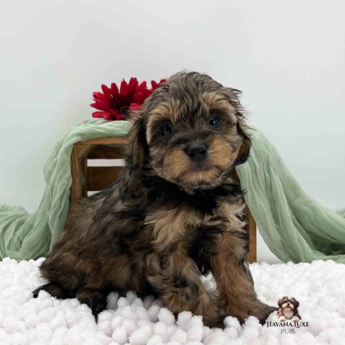 dark brindle colored Havapoo pup with dark red flowers and greenery decor in background