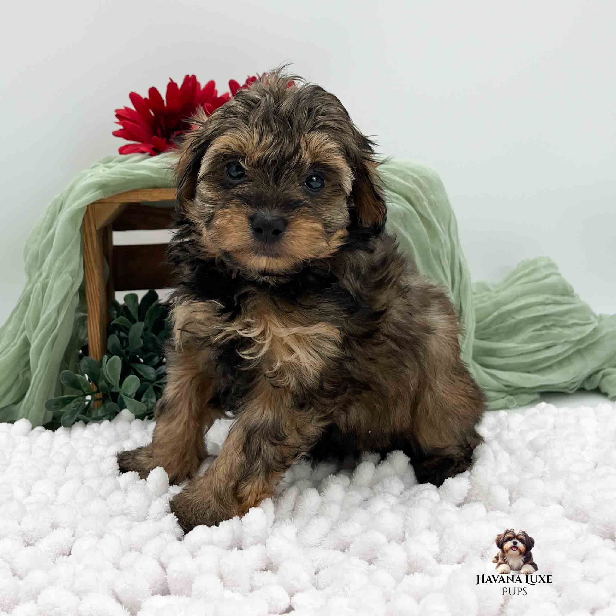 dark brindle Havapoo puppy sitting in front of greenery