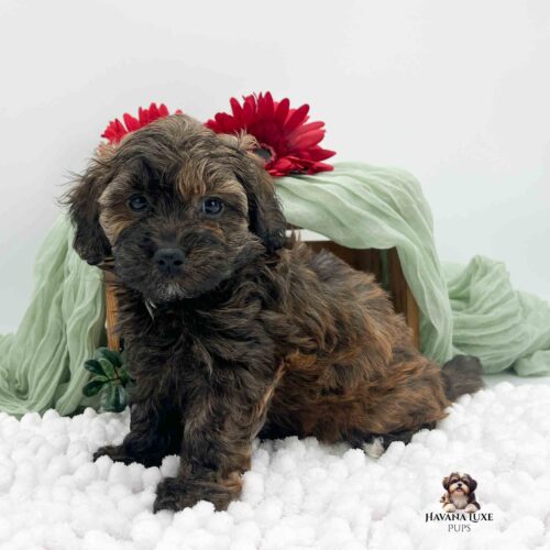 dark colored Havapoo sitting on white blanket with red flowers in background
