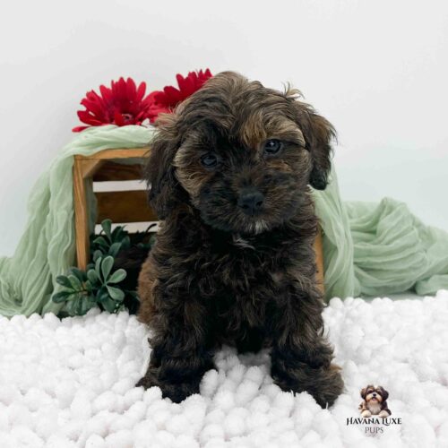 dark brindle colored Havapoo sitting on white blanket with greenery in background.