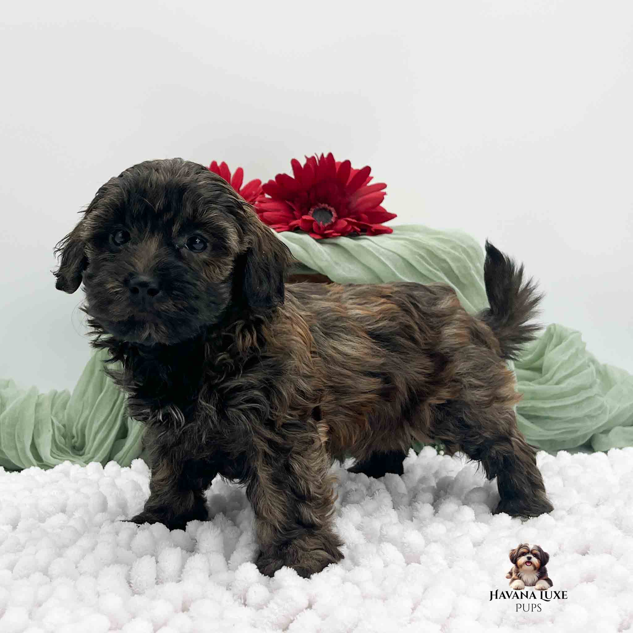 dark brindle colored Havapoo pup standing on white blanket with dark red flowers in background.