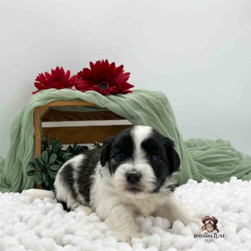 black and white Havanse with greenery in background