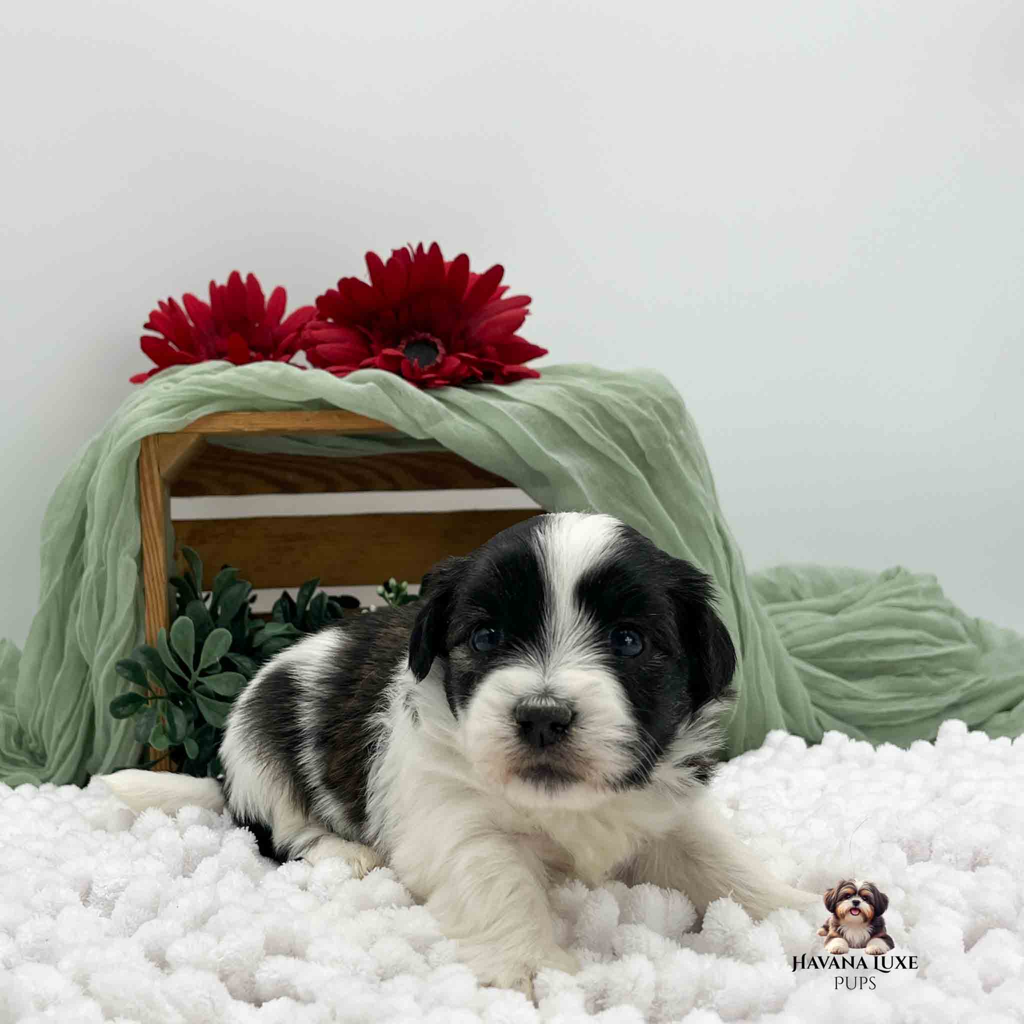 black and white Havanse with greenery in background