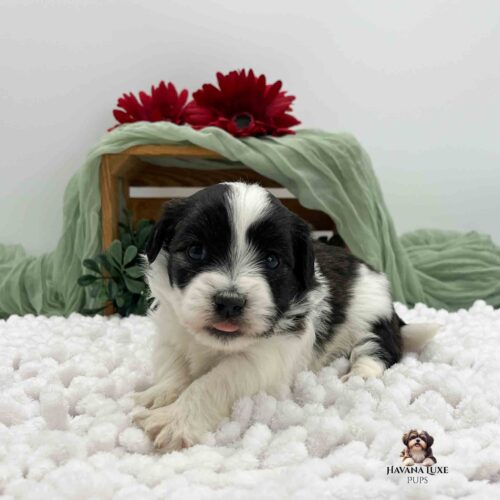 black and white Havanese laying in white blanket with green cloth and red gerber daisy flowers in background