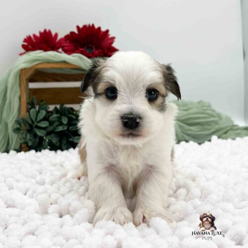 white Havanese pup with greenery and red flowers in background