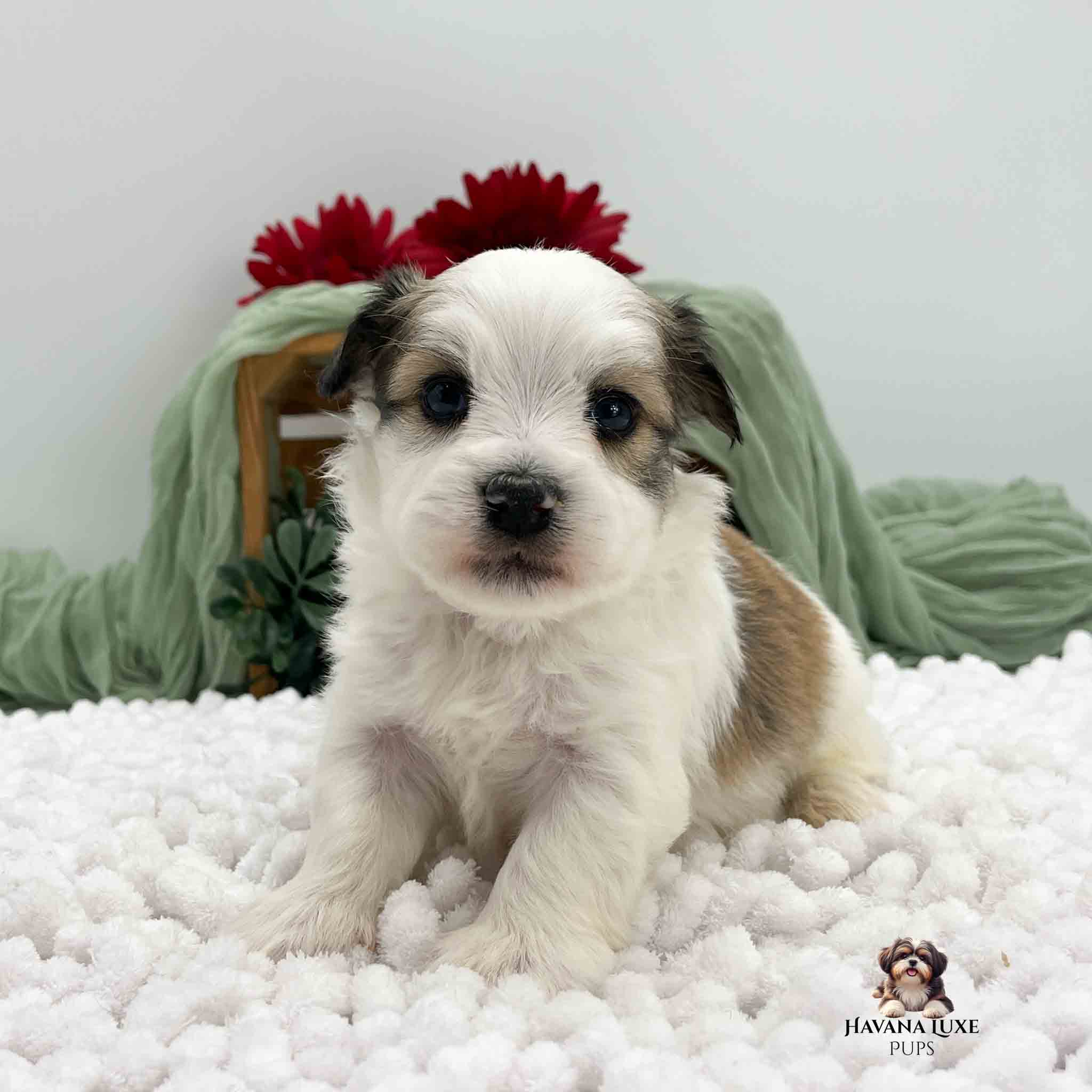 mostly white Havanese pup with dark red flowers in background