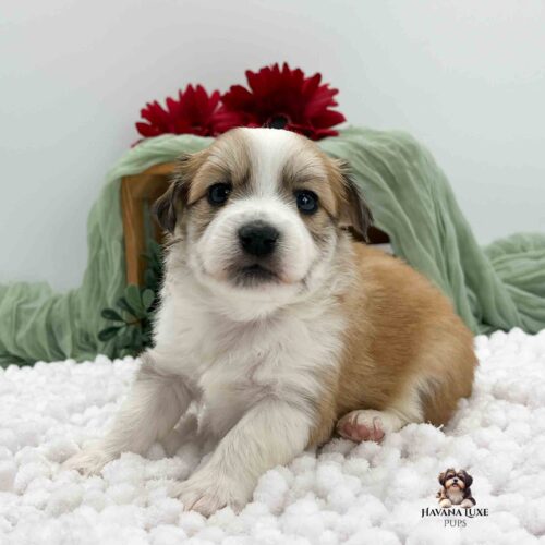 gold Havanese with white markings. red flowers in background