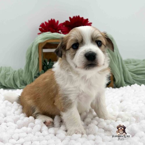 gold Havanese pup with green, red, and white background
