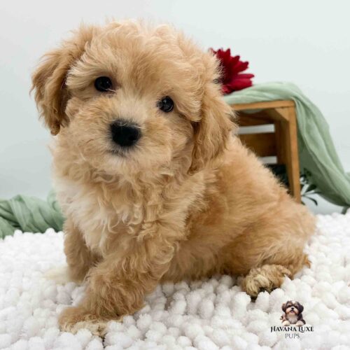 red Havapoo pup with greenery in background