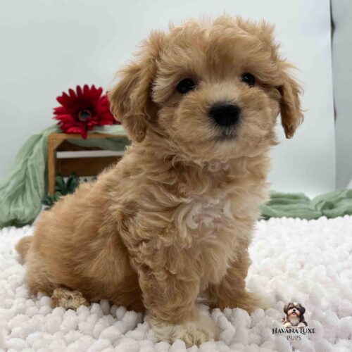 red Havapoo pup with red flowers in background on brown crate