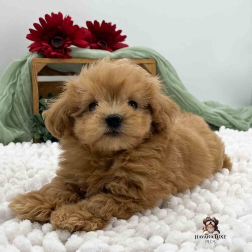 red Havapoo pup laying on white blanket with green in background