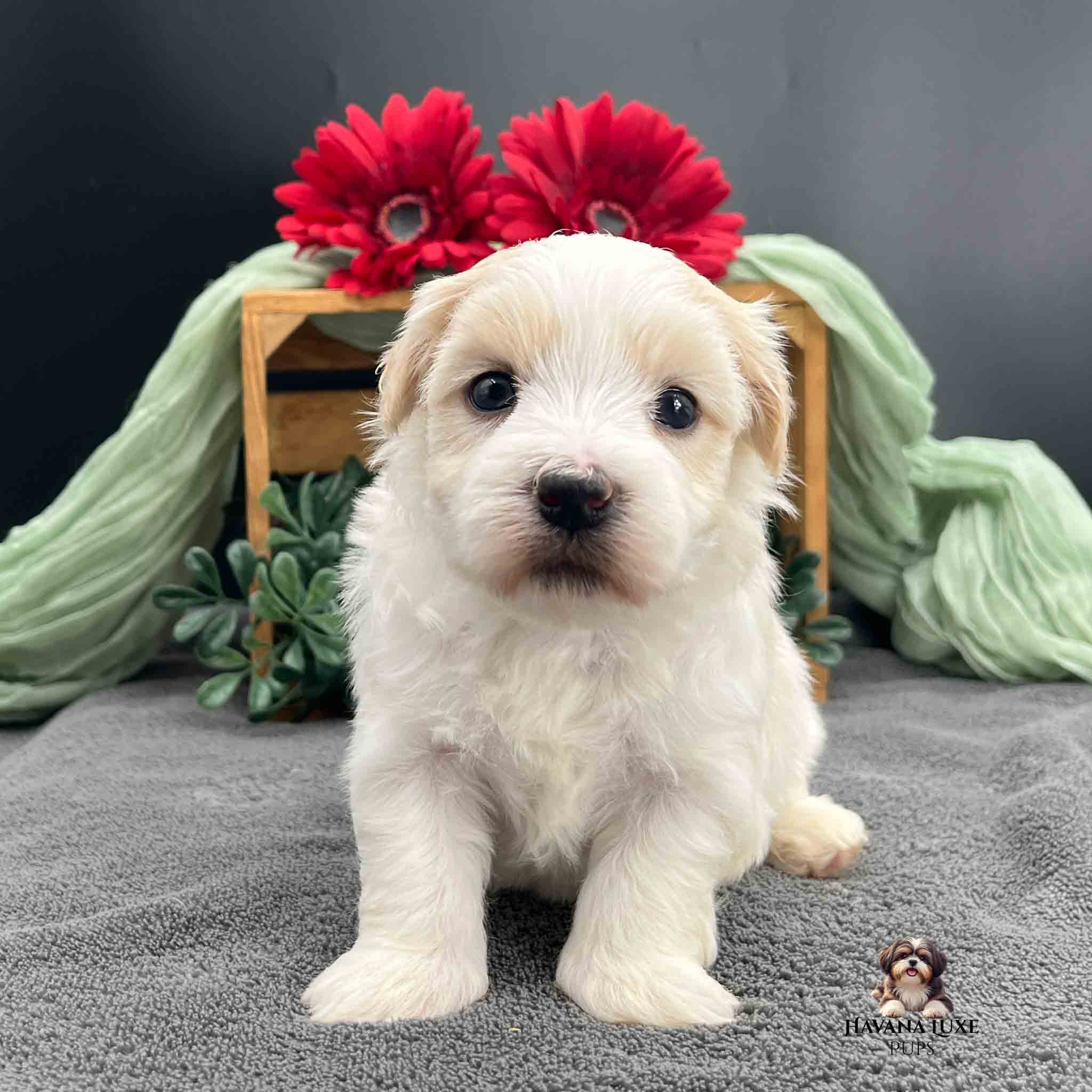 white newborn Havanese pup with gold markings.