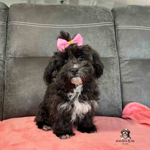black and white trained Havapoo pup with pink bow in hair.