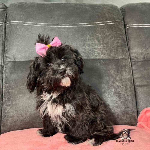 Black and white Havapoo with pink bow in hair