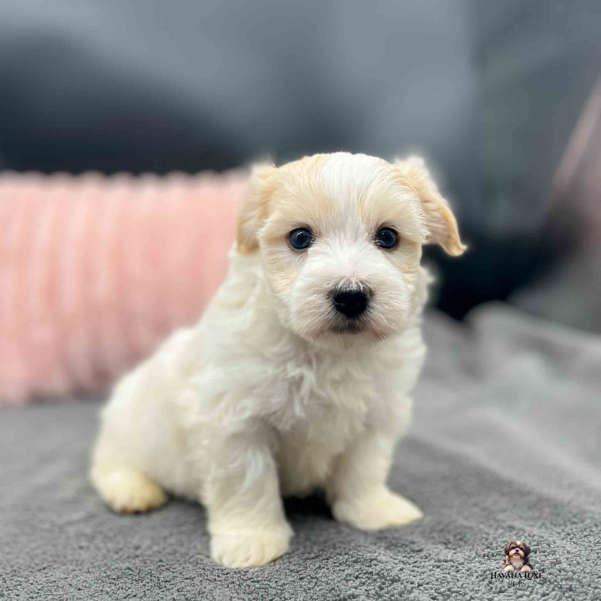 small white Havanese pup with little black nose