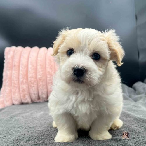 white and gold Havanese sitting in front of pink pillow with black background