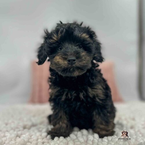 dark colored pup sitting on white blanket
