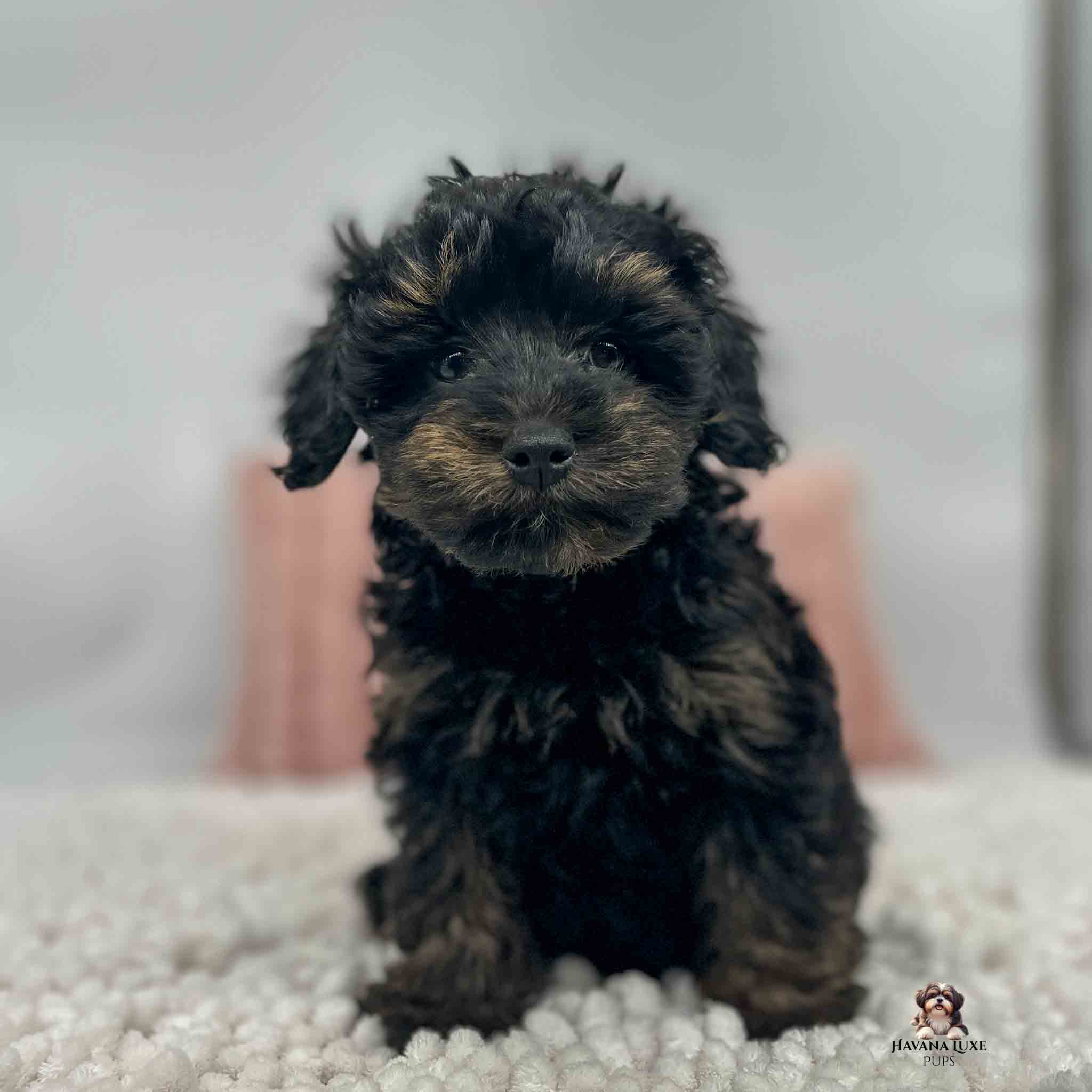 dark colored pup sitting on white blanket