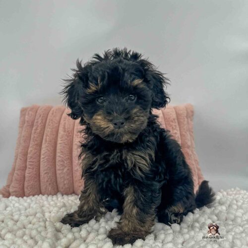black and tan pup sitting on white blanket with pink in background