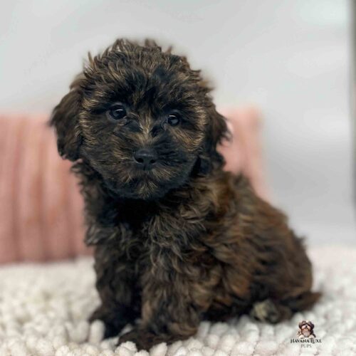 dark brindle colored Havapoo laying on white blanket