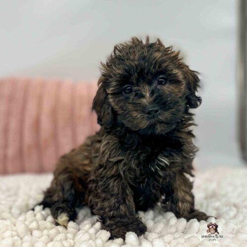 dark brindle colored Havapoo with pink pillow in background