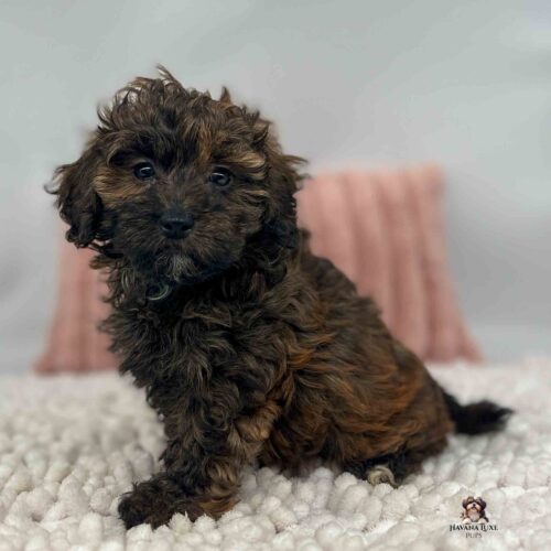 brindle colored Havapoo puppy in front of pink pillow