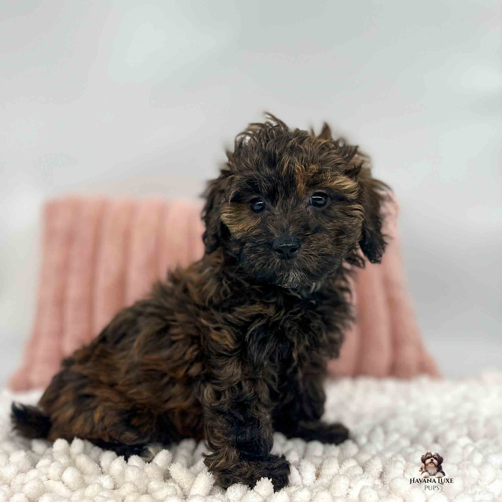 brindle Havapoo sitting in front of pink pillow