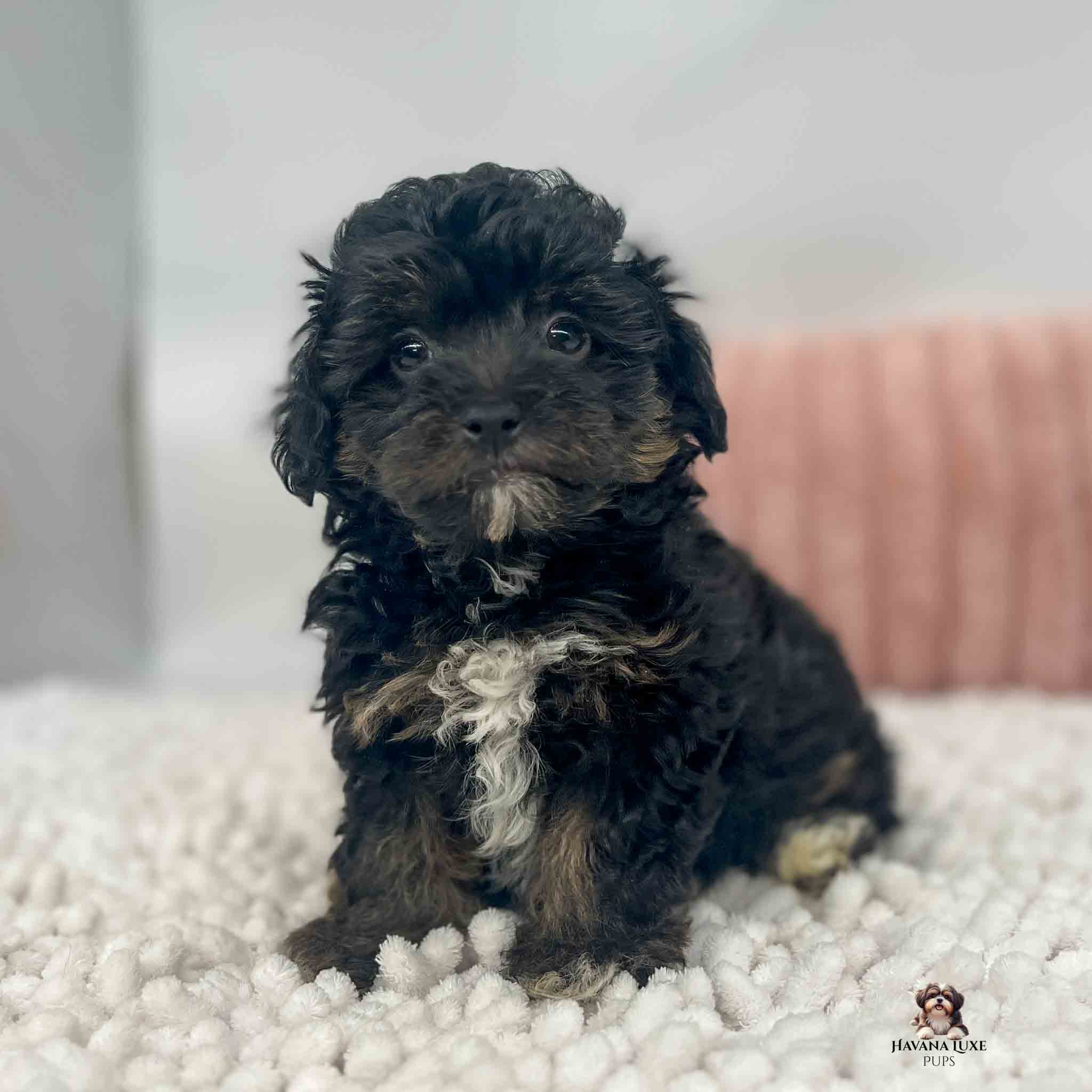 black and brown puppy with white on chin and chest and a little on toes