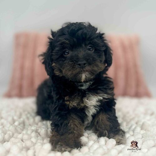 Black tri colored Havapoo sitting in front of pink pillow