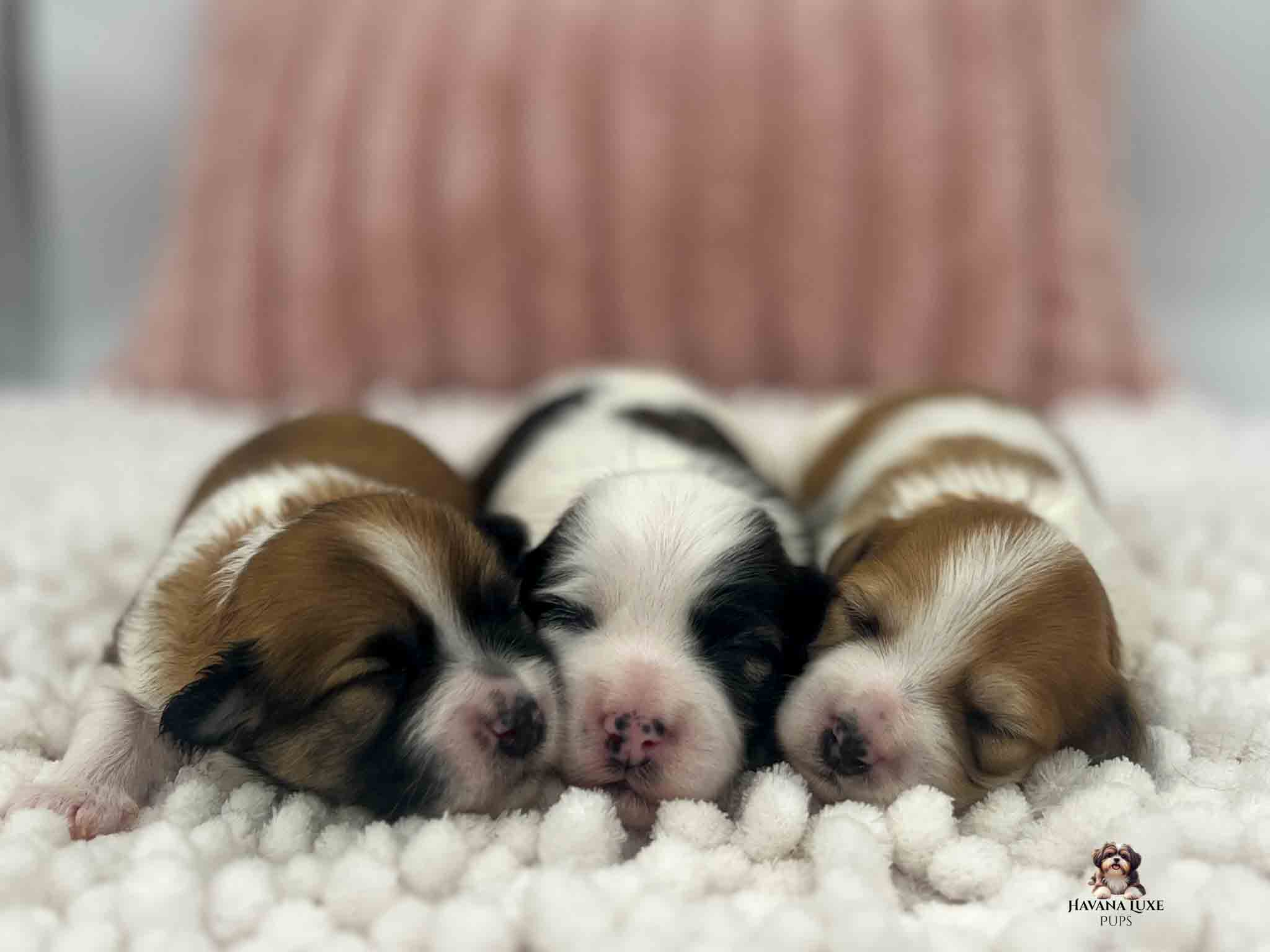 IMG_3541 3 newborn puppies snuggled on soft blanket