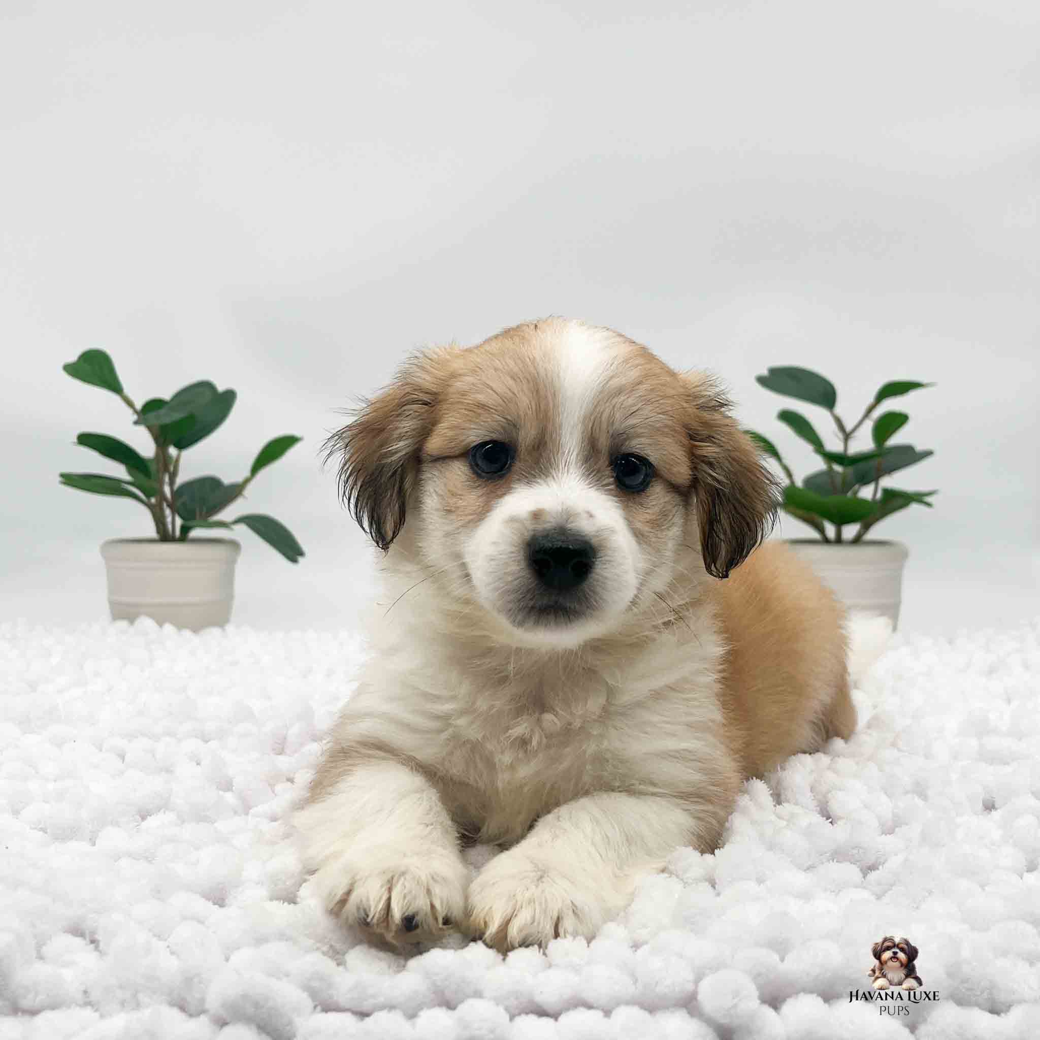 gold colored Havanese with beautiful white paws.