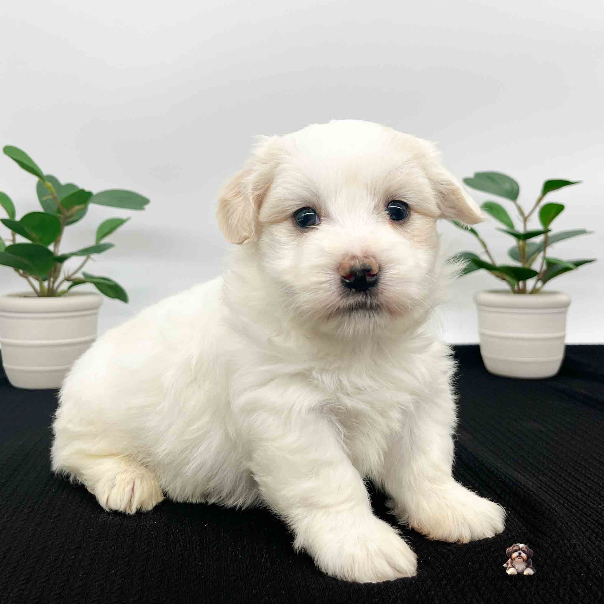 white Havanese puppy with greenery in background