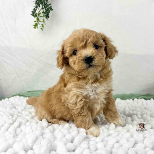 havapoo puppy