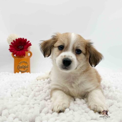 gold and white Havanese named Roy laying on a soft white blanket