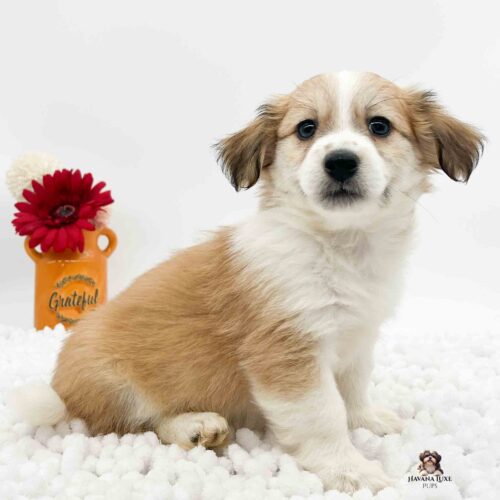 gold and white Havanese named Roy sitting on a soft white blanket