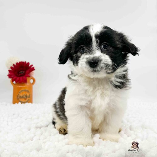 Rosie the black and white Havanese sitting on soft white blanket with white background