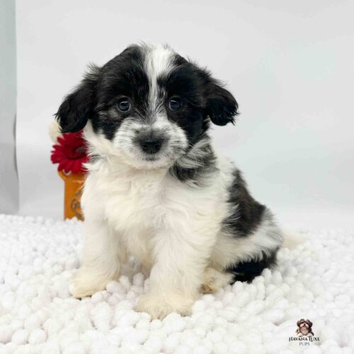 black and white Havanese named Rosie sitting on soft white blanket