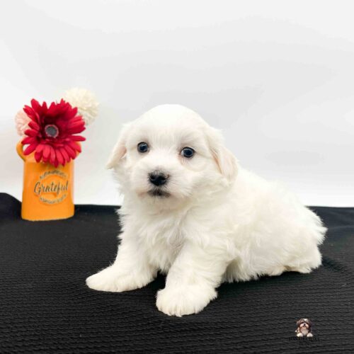 white Havanese posing with the cutest vase and flowers