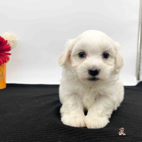 cute white Havanese pup laying on black blanket with white background