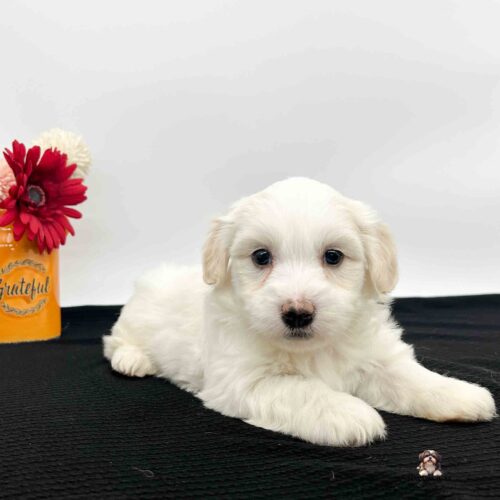Simon the handsome, white Havanese layin on a black blanket with a red and white flower in background in yellow vase