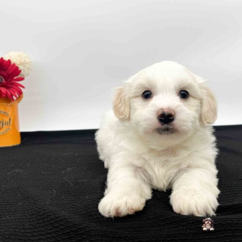 white Havanese Simon with the cutest pink and black nose laying on a black blanket