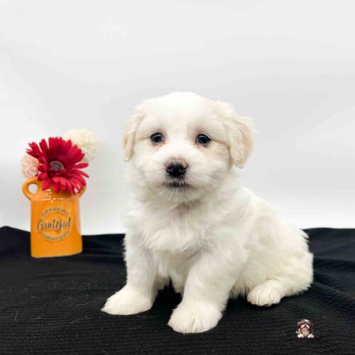 cute white Havanese pup sitting on black blanket with yellow vase and red flower in background