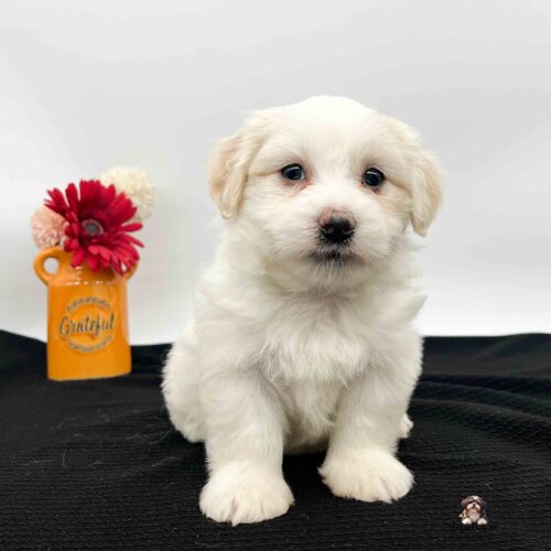 white Havanese pup with a little pink on nose